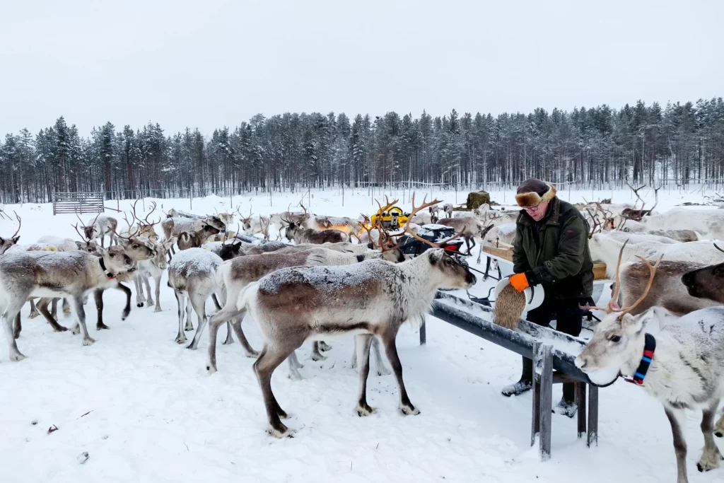 Poroja talvimaisemissa